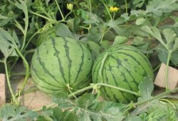 旅游吃瓜事件,一场意外引发的全民热议