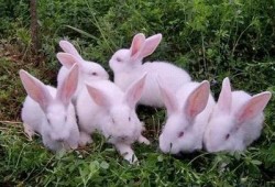 兔子吃云南小瓜叶,兔子美食之旅