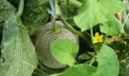 奇葩植物带你吃瓜,跟随奇葩植物探寻神秘食瓜之旅