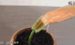 奇葩植物带你吃瓜,跟随奇葩植物探寻神秘食瓜之旅