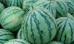 吃瓜傻西瓜,揭秘瓜界奇闻轶事