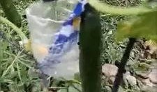 山西汾阳吃瓜事件视频,一场引发热议的街头冲突