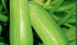 吃瓜大赛讲解词