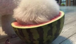 宠物吃瓜特效,萌态百出，特效满满！