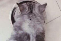 猫吃的瓜罐头,瓜罐头，猫咪的新宠