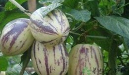 吃茄瓜的害处,揭秘食用不当的五大风险