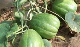 总吃瓜的人,揭秘娱乐圈背后的秘密与真相