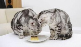 猫九酱吃瓜,揭秘娱乐圈那些不为人知的幕后故事