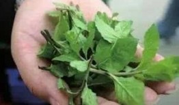 吃瓜的网页有毒,揭秘网络谣言的传播与危害