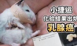 吃哈密瓜的记录,甜蜜滋味，回味无穷