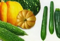 鄚州吃瓜,探寻夏日消暑美食之旅