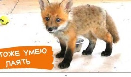 赤城赤狐吃瓜视频,揭秘野生狐狸的趣味生活