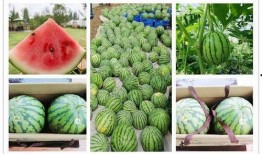 吃瓜活动预告,吃瓜活动盛大预告，清凉一夏等你来！