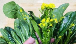 黄花吃瓜小组,揭秘网络热点的幕后故事