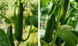 乳瓜可以热吃吗,热吃也能美味可口