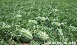 梦见自己瓜地吃瓜,揭秘瓜地吃瓜的神秘寓意