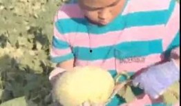 13岁男孩吃瓜,揭秘瓜果背后的奇妙世界