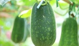 吃瓜每日必吃大瓜的说说,跟随吃瓜群众，畅享娱乐圈大事件