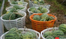 中大纺织商圈吃瓜,揭秘美食瓜子的魅力聚集地