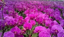 青州弥河滩吃瓜