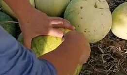 吃瓜找籽,揭秘瓜果中的营养秘密