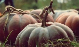 老汉瓜贫血可以吃吗