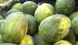 起早贪黑的吃瓜