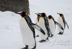 抱着企鹅吃瓜,共享悠闲时光