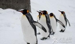 抱着企鹅吃瓜,共享悠闲时光