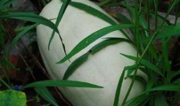 雪岩 吃瓜,揭秘娱乐圈的“吃瓜”风云