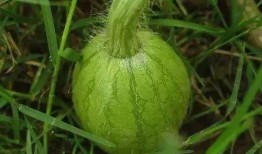 汾阳吃瓜事件汇总,揭秘网络舆论的风云变幻与真相追踪