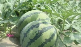 世纪咏歌吃瓜,揭秘吃瓜背后的娱乐风云