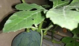 吃瓜找籽,揭秘瓜果中的营养秘密