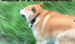 关注我吃大瓜,跟随“关注我吃大瓜”探寻明星幕后故事