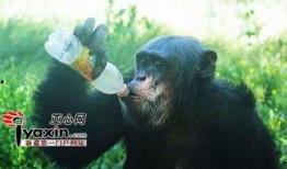 吃瓜大姐像猩猩,一场跨越物种的趣味对决