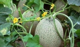 吃完辣再吃哈密瓜会苦,揭秘味蕾间的奇妙碰撞