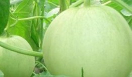 池瓜孕妇可以吃吗,池瓜孕妇食用指南