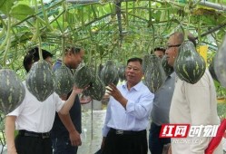 衡阳县吃瓜群众,揭秘当地热点事件背后的真相