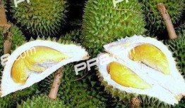 吃榴莲瓜吗,独特的热带水果，你敢尝试吗？