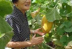 世纪咏歌吃瓜,揭秘吃瓜背后的娱乐风云