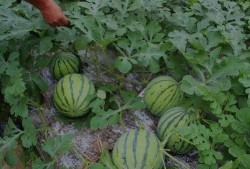 山西消防休息吃瓜,揭秘消防日常趣事