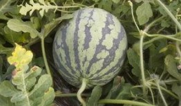 慕西吃瓜,揭秘娱乐圈背后的那些事儿