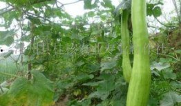 吃砍瓜去皮吗,砍瓜去不去皮？揭秘砍瓜食用前的正确处理方法