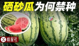 吃瓜情报社,吃瓜情报社带你探秘明星幕后故事