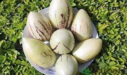 吃茄瓜的害处,揭秘食用不当的五大风险