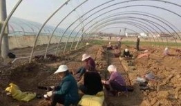 界首吃瓜小学生,揭秘校园里的“小侦探”