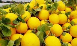 瓜林吃瓜,揭秘娱乐圈的甜蜜与苦涩