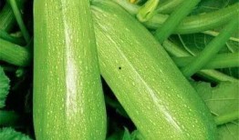 暑期将至适当吃瓜,清凉一“瓜”乐无边