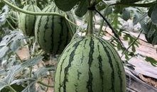 康县网红 吃瓜,揭秘网络热点的背后故事