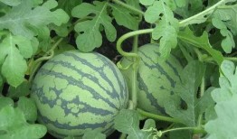 看花和吃瓜图片,春日赏花与夏日吃瓜的美好时光